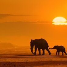 Foto behang Olifanten bij Zonsondergang 70011 Dutch Digiwall