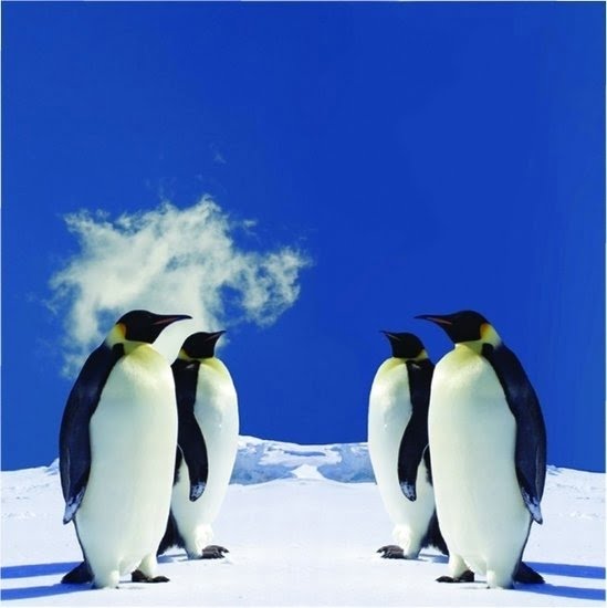 Foto behang 4 Pinguins 70014 Dutch Digiwall