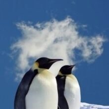 Foto behang Pinguins 70026 Dutch Digiwall