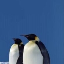 Foto behang Pinguins 70027 Dutch Digiwall