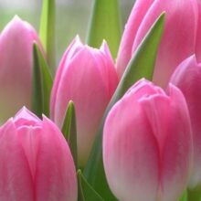 Foto behang Tulpen 70031 Dutch Digiwall