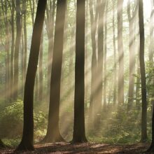 Foto behang Bomen 70045 Dutch Digiwall