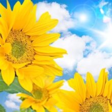 Zonnebloemen