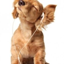 Foto behang Puppy met Oordopjes 70064 Dutch Digiwall