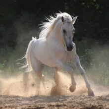 Foto behang Paard 70065 Dutch Digiwall