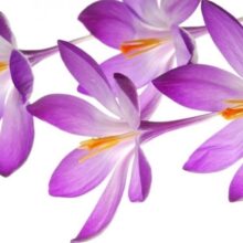 Foto behang Crocus 70070 Dutch Digiwall