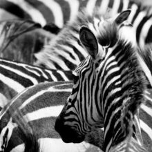 Foto behang Zebra 70078 Dutch Digiwall
