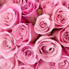 Foto behang Roze Rozen 70079 Dutch Digiwall