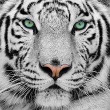Foto behang Witte Tijger 70080 Dutch Digiwall