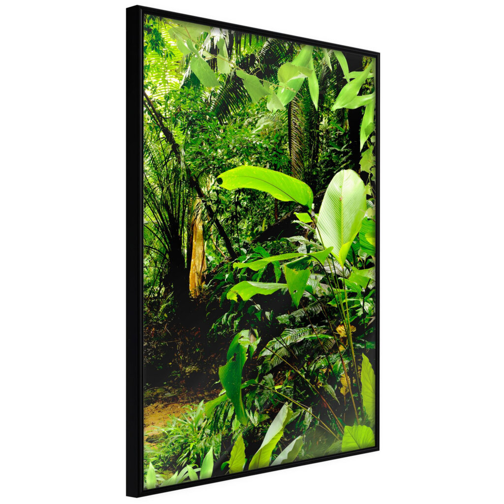 In the Rainforest