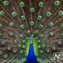 Foto behang Peacock Noordwand