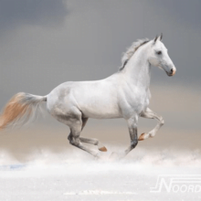Foto behang Horsepower Noordwand
