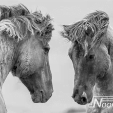 Foto behang grey Horses Noordwand