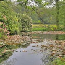 Foto behang Hoge Veluwe Vijver Holland 7575