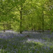 Foto behang Bos met blauwe lelies Holland 7659