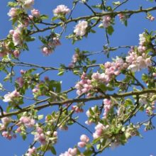 Foto behang Appelbloesem Holland 7888