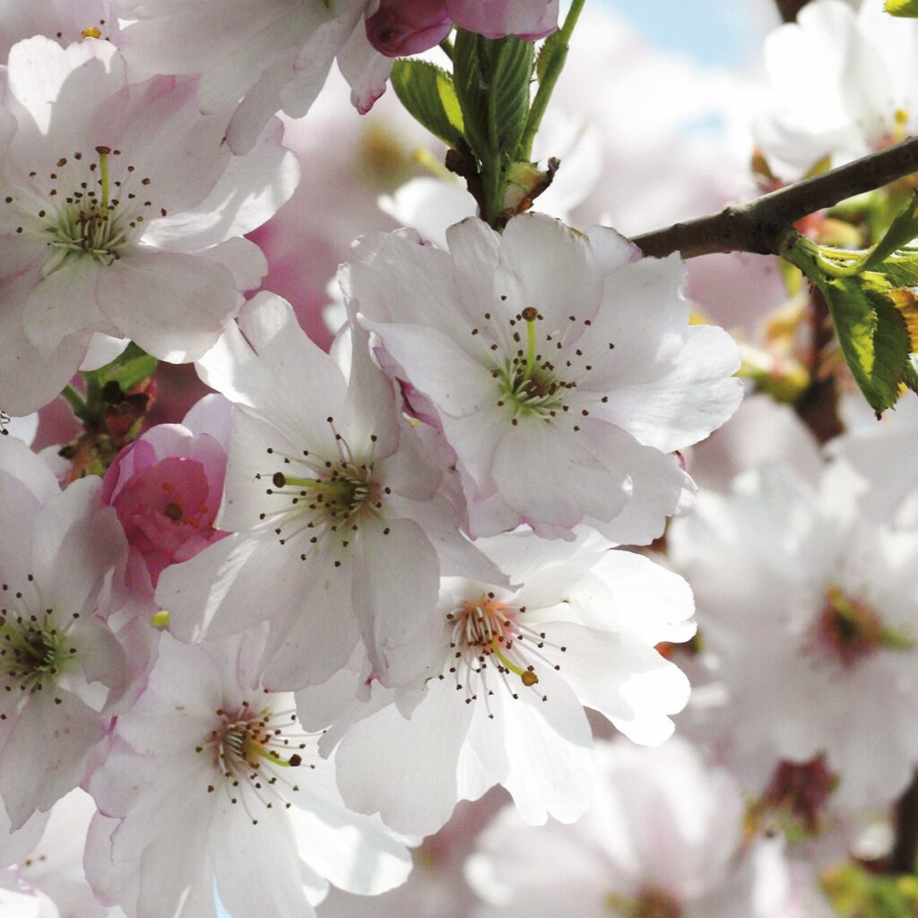 Foto behang Spring 8NW-507 - Afbeelding 3