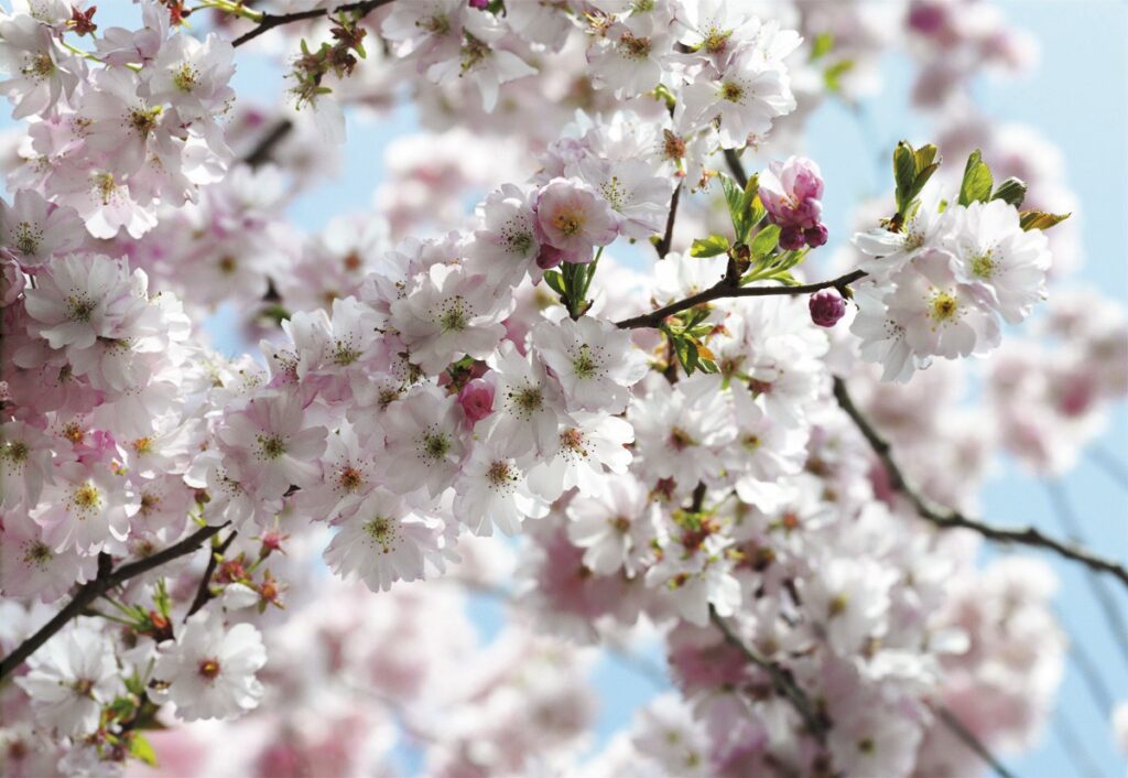 Foto behang Spring 8NW-507