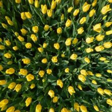 Foto behang Gele Tulpen Holland 8070