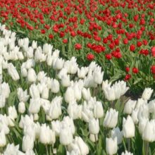Foto behang Gele en Rode Tulpen Holland 8123