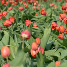 Foto behang Tulpen Rood Holland 8133