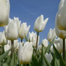 Foto behang Tulpen Wit Holland 8179