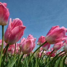 Foto behang Tulpen Roze Holland 8184