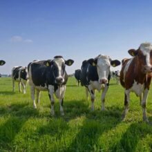 Foto behang Koeien in Weiland Holland 8258