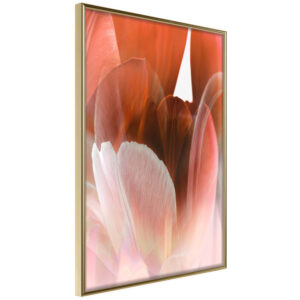 Tulip Petals
