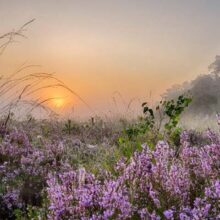 Foto behang Natuur Holland 8599