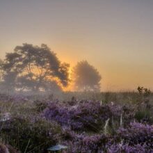 Foto behang Natuur 1 Holland 8648
