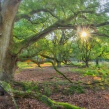 Foto behang Oerbuis Holland 9017