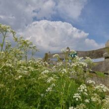 Foto behang Eemland Boerenhek Holland 9331