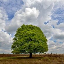 Foto behang Beukenboom op de Heide Holland 9621