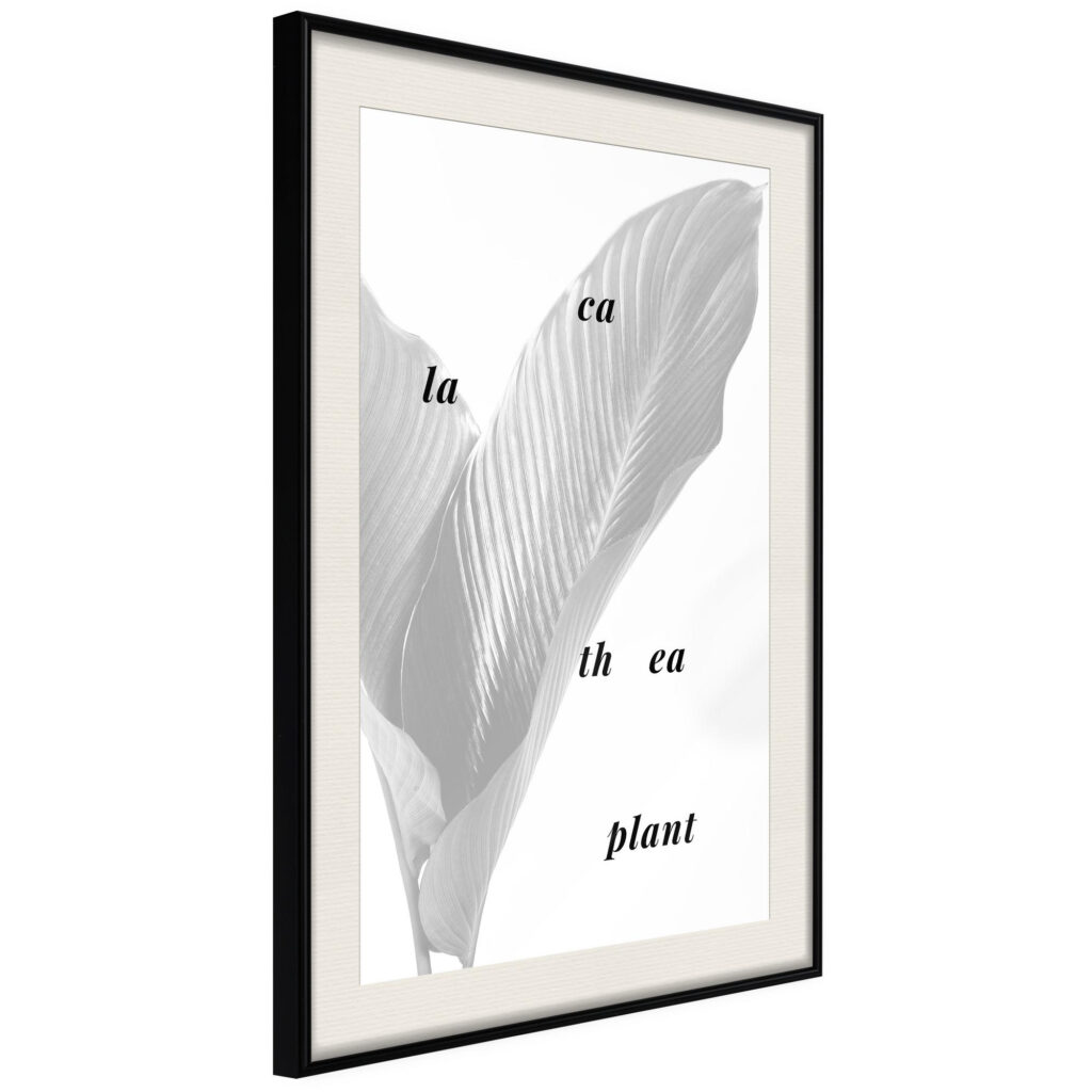 Calathea Leaves