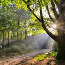 Foto behang Beukenboom met Bank Holland 9729