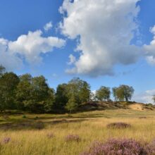 Foto behang Veluwe Holland 9903