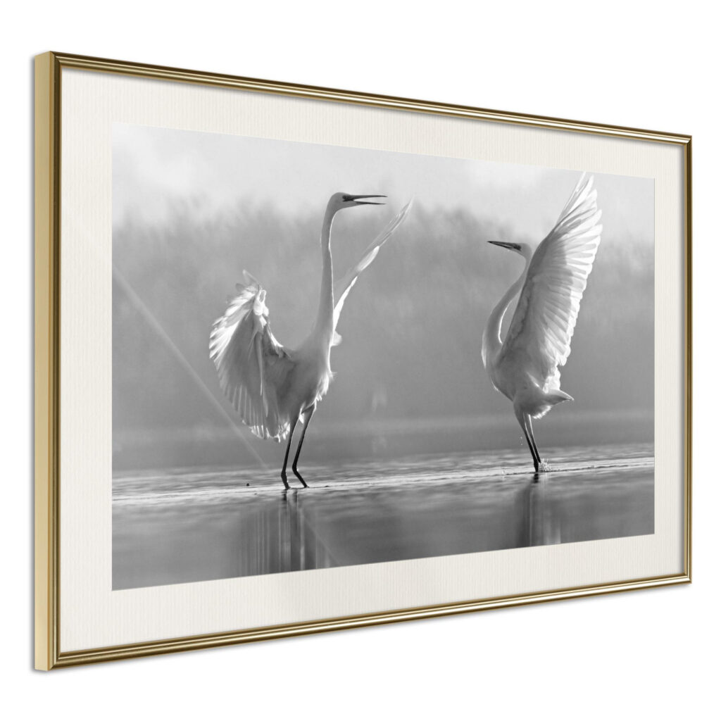 Black and White Herons - Afbeelding 4