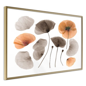Dried Poppies