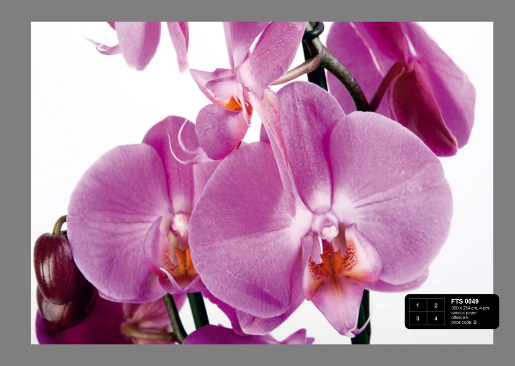 Foto behang Paarse Orchideeën FTS0049