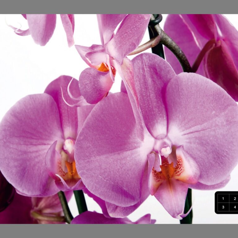 Foto behang Paarse Orchideeën FTS0049