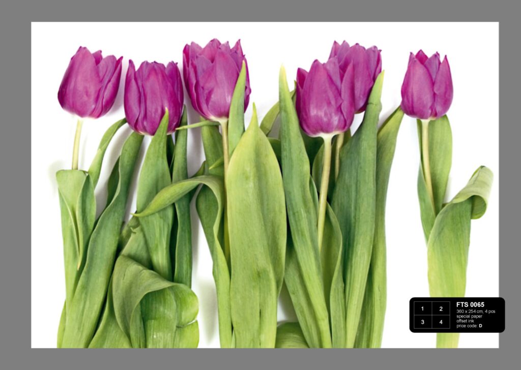 Foto behang Paarse Tulpen FTS0065
