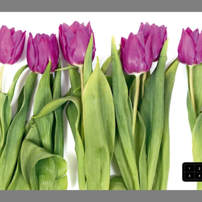 Foto behang Paarse Tulpen FTS0065