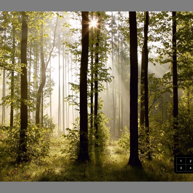 Foto behang Bos FTS0181