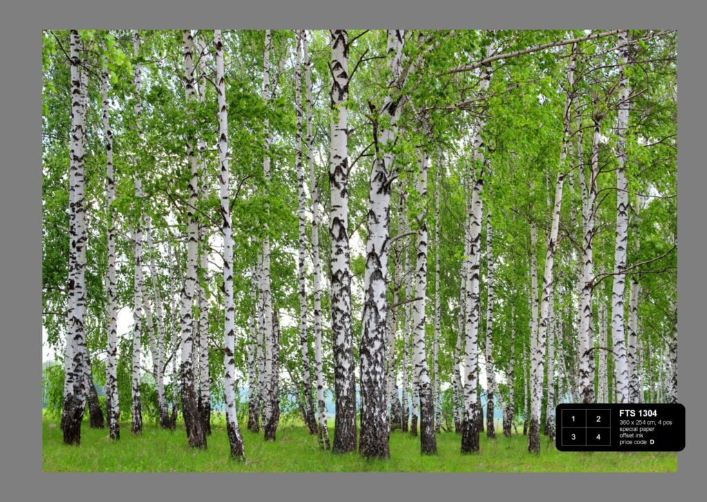 Foto behang Berkenbos FTS1304