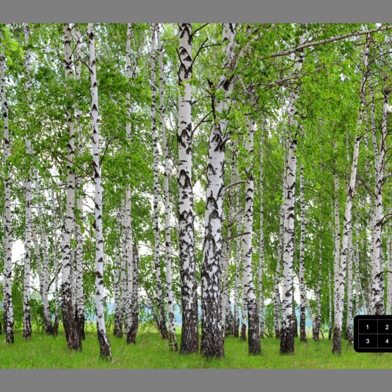 Foto behang Berkenbos FTS1304