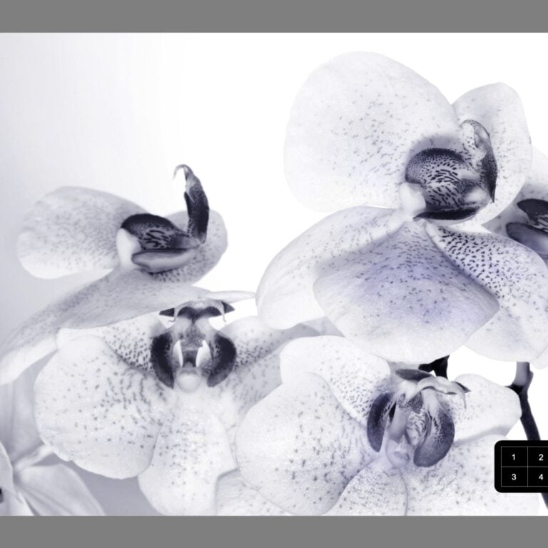 Foto behang Orchideeën FTS1306