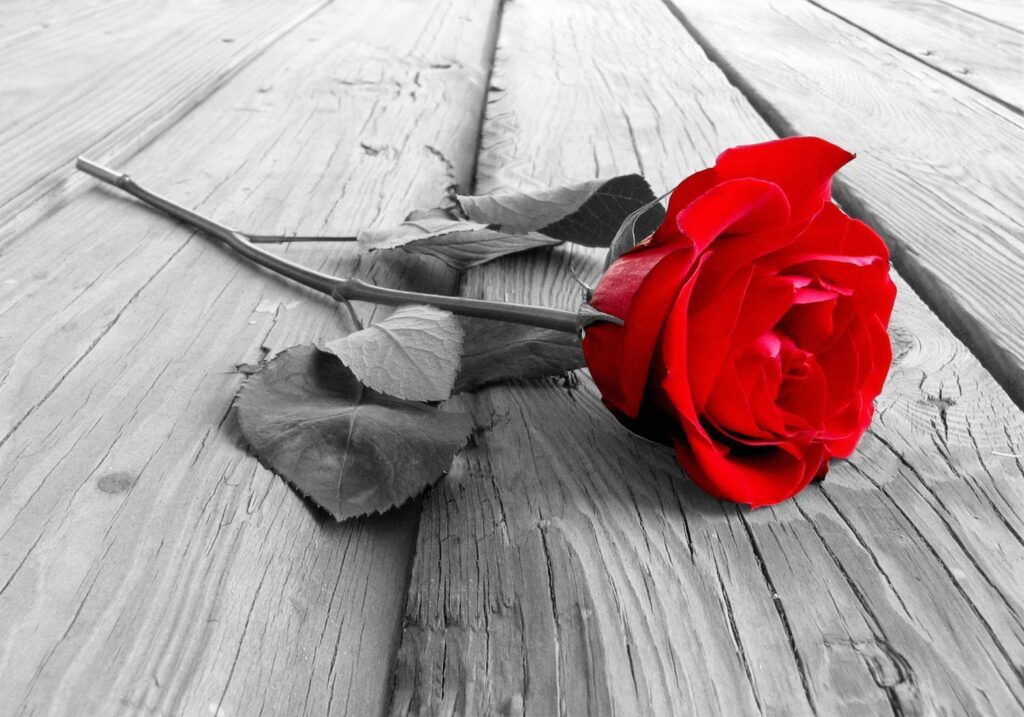 Fotobehang - Abandoned Rose