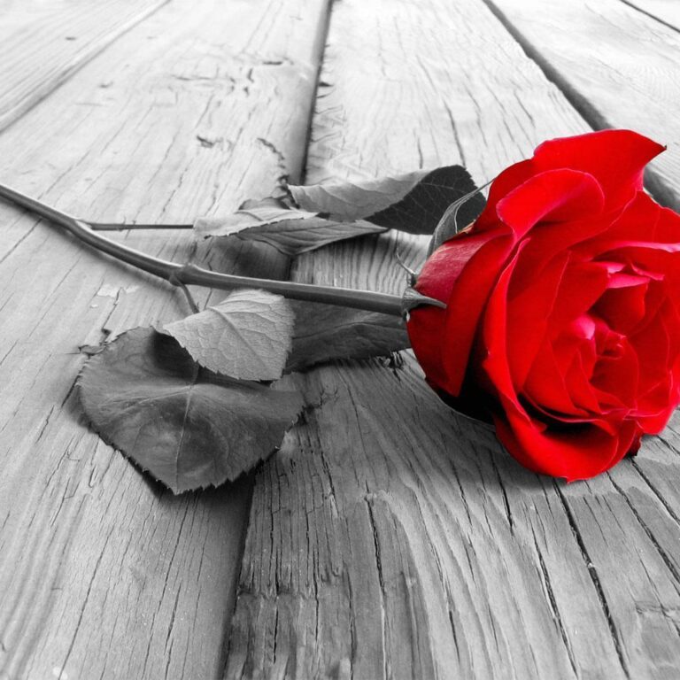 Fotobehang - Abandoned Rose