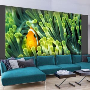 Fotobehang - Anemonefish